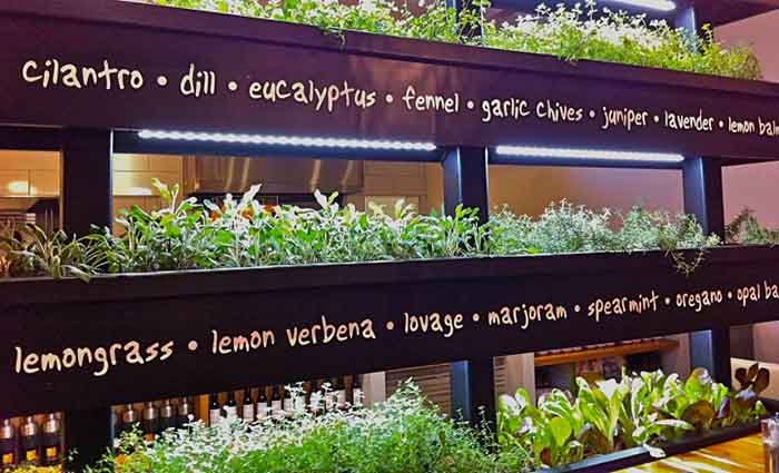 Indoor Herbs Garden